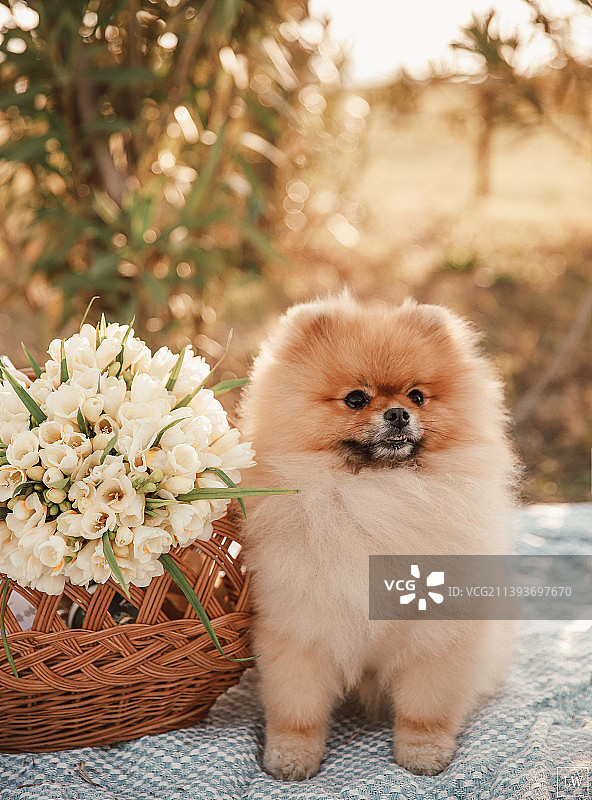 坐在篮子旁边的博美犬肖像，佐治亚州图片素材