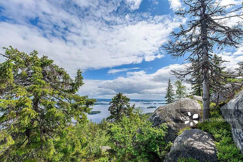 芬兰利埃克萨科利天空下的树木仰视角度图片素材