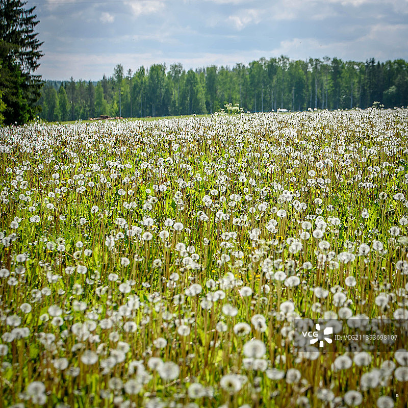 芬兰利耶克萨科利田野繁花美景图片素材