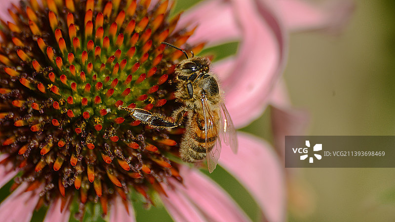 捷克共和国，蜜蜂在紫锥菊上授粉的侧视图图片素材