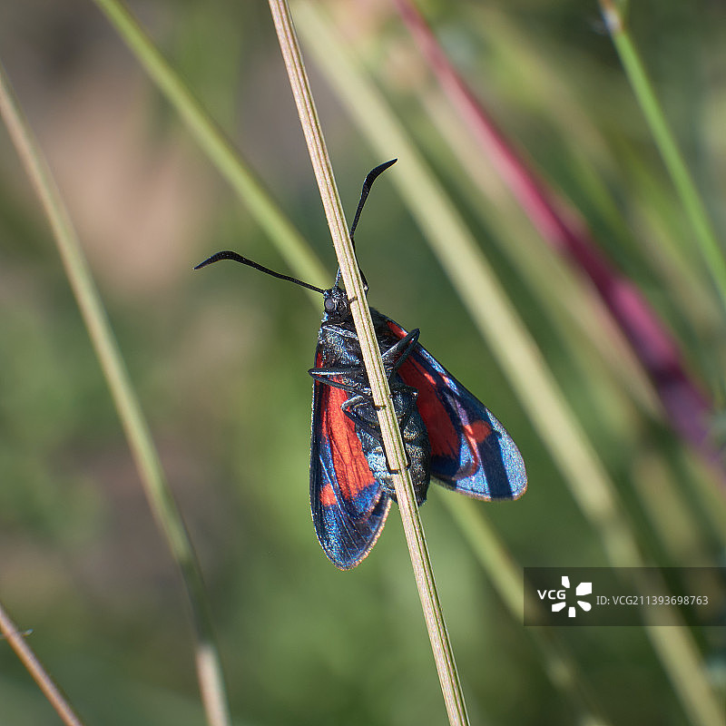 蝴蝶在植物上的特写图片素材