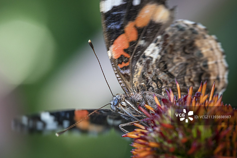 蝴蝶在花上采蜜特写，美国明尼苏达州明尼阿波利斯市图片素材