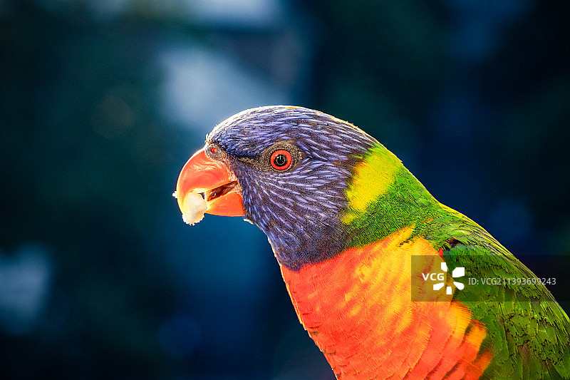 澳大利亚悉尼彩虹鹦鹉特写图片素材