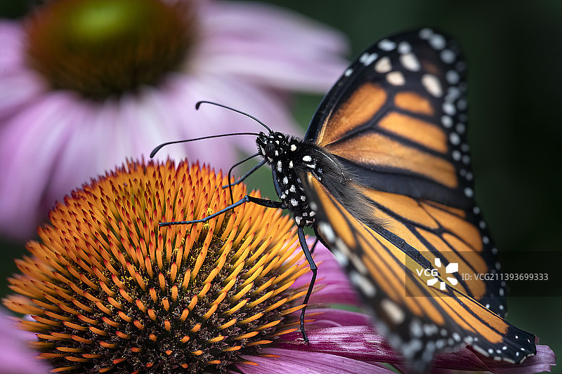 蝴蝶在花上采蜜特写，美国明尼苏达州明尼阿波利斯市图片素材