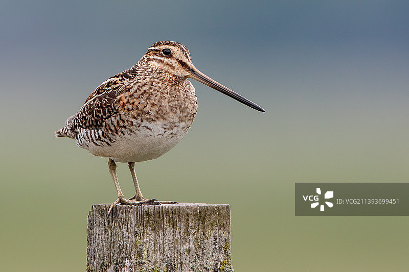 鹬栖息在木桩上的特写图片素材