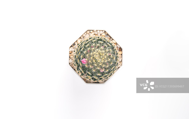 白色塑料盆中的顶视图植物银毛球仙人掌，在隔离的背景上图片素材