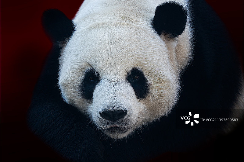 黑色背景下的熊特写肖像。图片素材