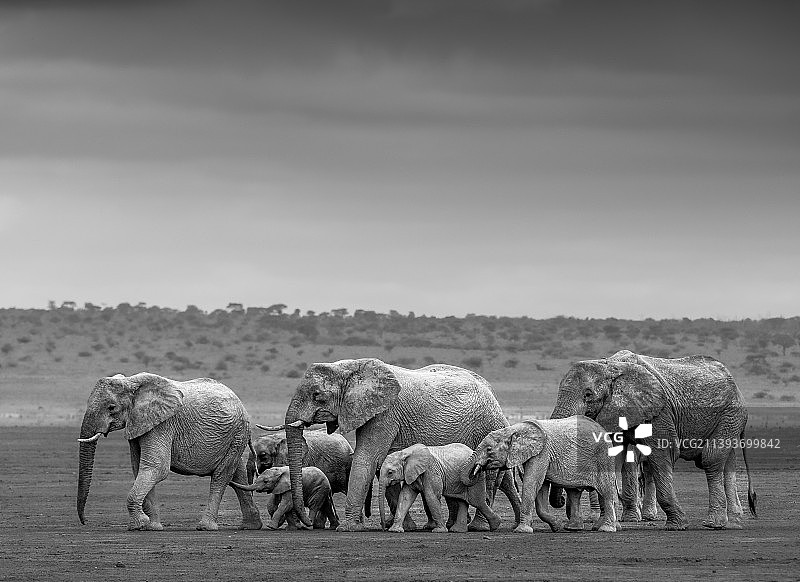 黑白肖像：白天站在田野里的野生大象图片素材