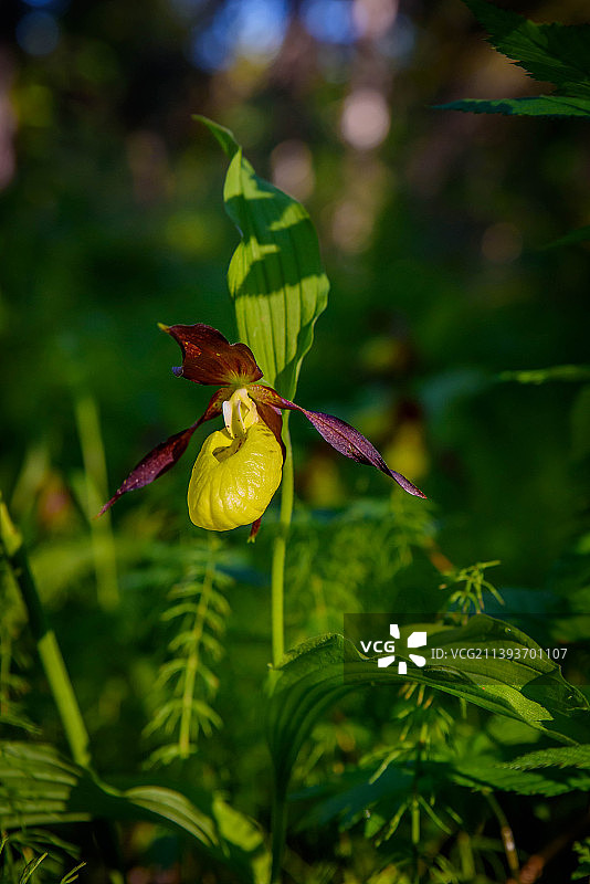 黄色植物特写，芬兰，普奥兰卡图片素材