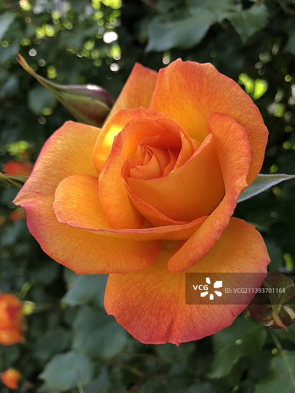 橙色玫瑰特写图片素材