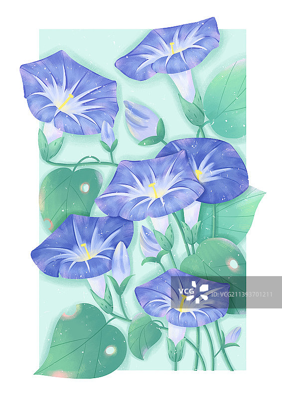 植物花卉喇叭花牵牛花插画图片素材