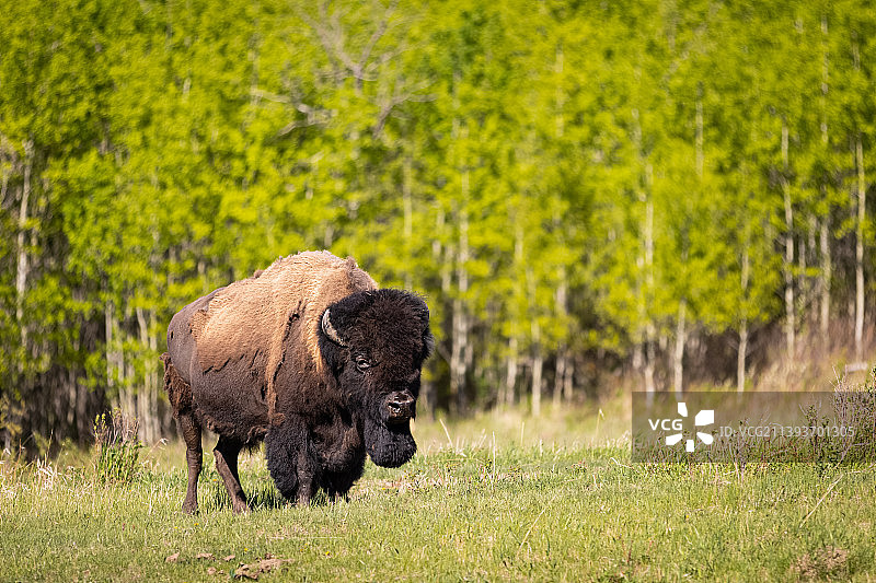 加拿大麋鹿岛国家公园草地上站立的牛图片素材