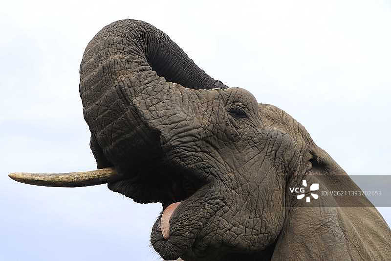 仰视南非普莱滕贝格湾的非洲象图片素材