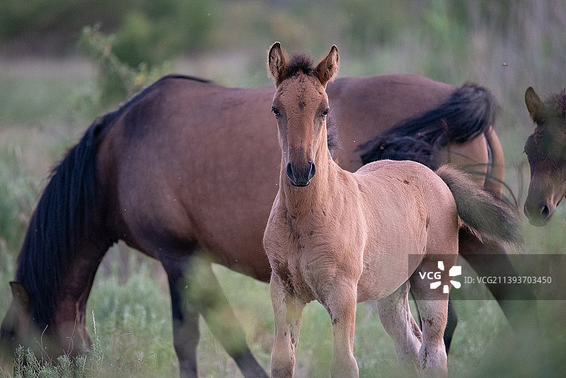 田野中马匹肖像图片素材