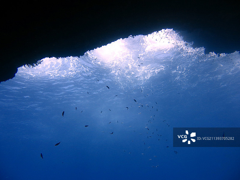 仰视在海中游泳的鸟类图片素材