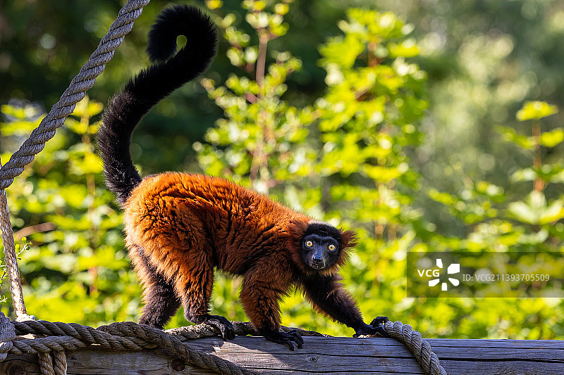 波兰树上的红领狐猴特写图片素材