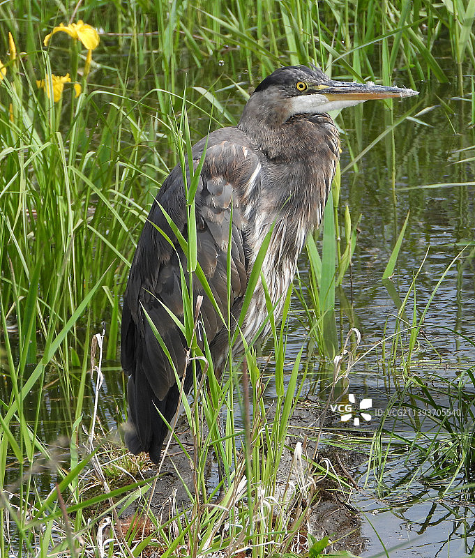 躲在灯芯草后的蓝色苍鹭-加拿大不列颠哥伦比亚省16号照片图片素材