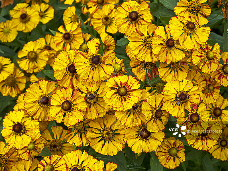 雨后嚏根草图片素材