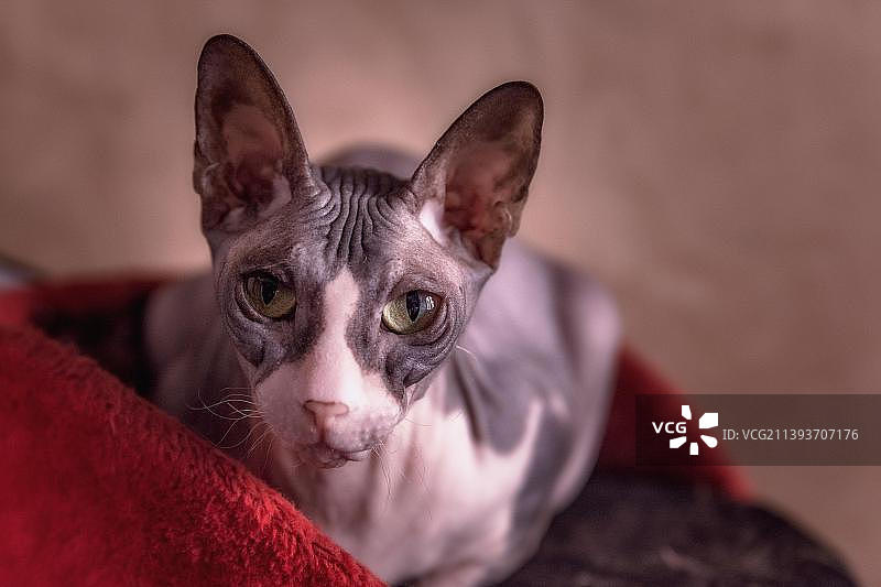 在床上休息的猫咪特写，埃及图片素材