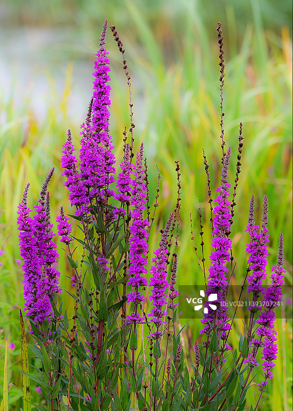 紫色植物特写，科林斯公园，爱尔兰图片素材