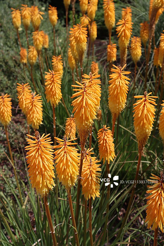 美国俄勒冈州尤金市田野上的开花植物特写图片素材