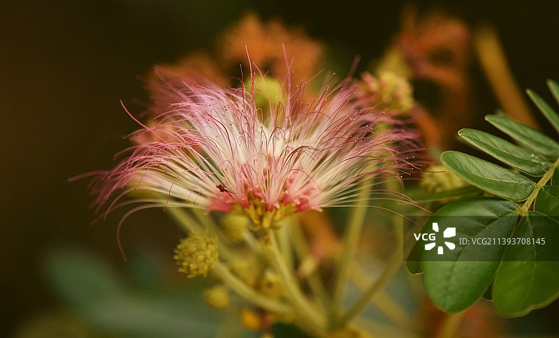 粉红色开花植物特写，印度兰加纳蒂图鸟类保护区图片素材