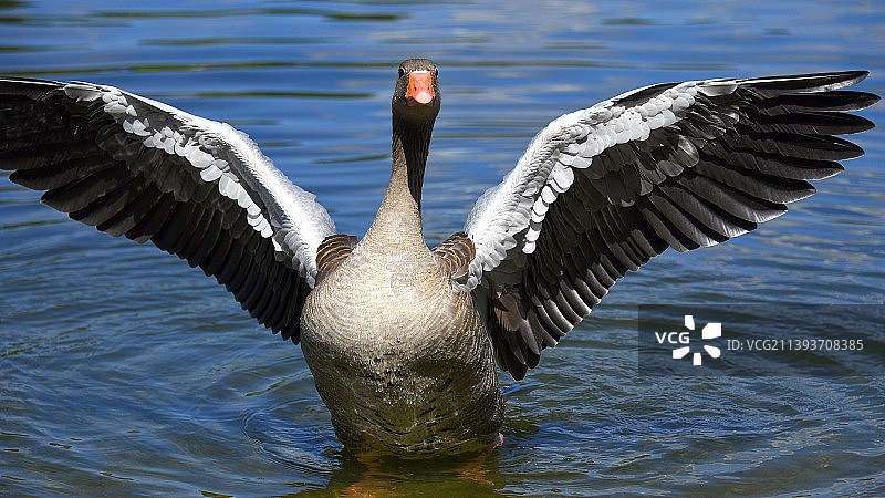 豆雁飞过湖面特写图片素材