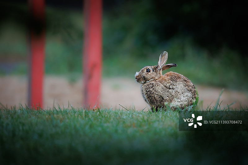 草地上的兔子特写图片素材