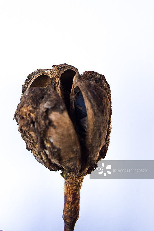 白色背景下的干燥植物特写图片素材