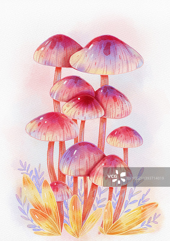 水彩植物蘑菇插画图片素材