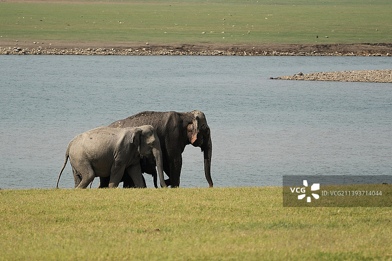 印度白天田野里站立的野生大象肖像图片素材