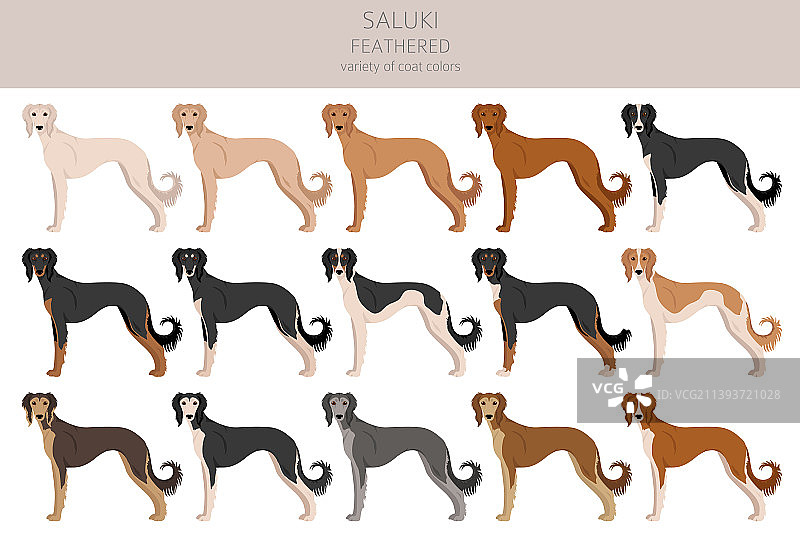 萨路基猎犬剪贴画图片素材