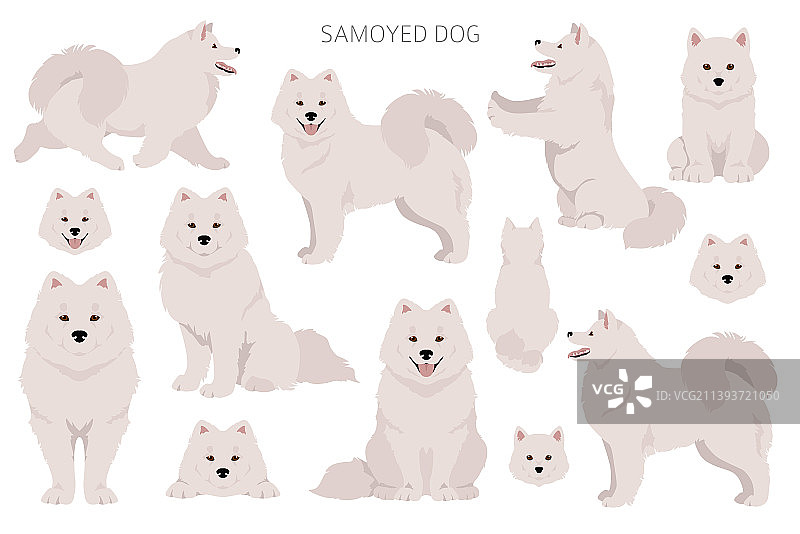 不同姿势和毛色的萨摩耶犬剪贴画图片素材