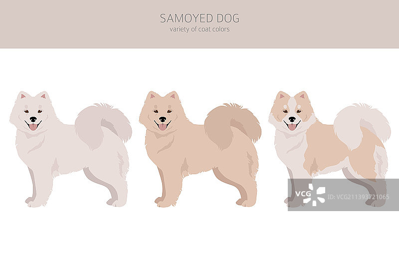 不同姿势和毛色的萨摩耶犬剪贴画图片素材