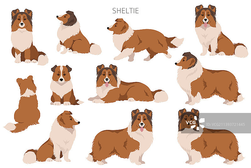 不同姿势的喜乐蒂牧羊犬剪贴画图片素材