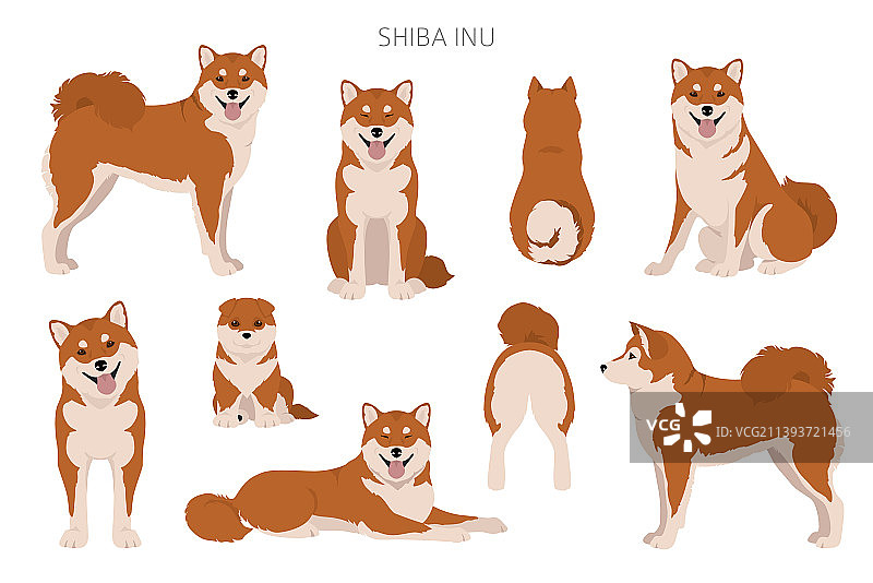 柴犬日本小型犬毛色图片素材