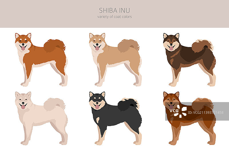 柴犬日本小型犬毛色图片素材