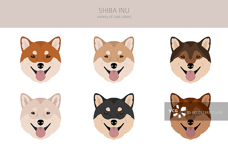 柴犬日本小型犬毛色图片素材