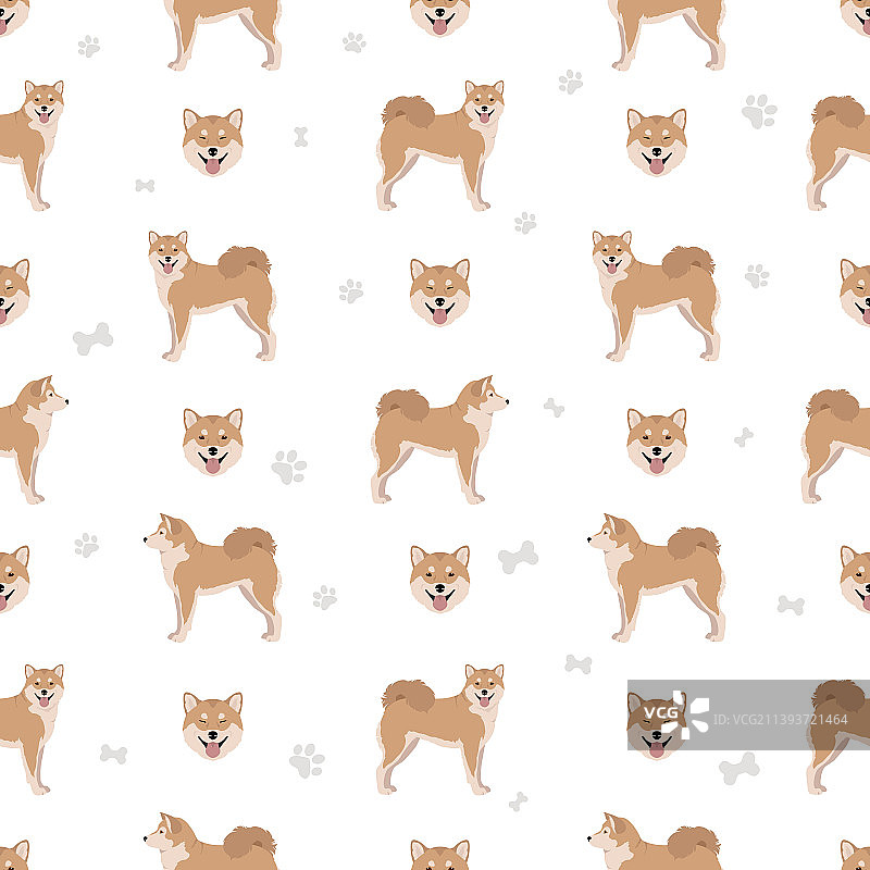 柴犬日本小型犬毛色图片素材