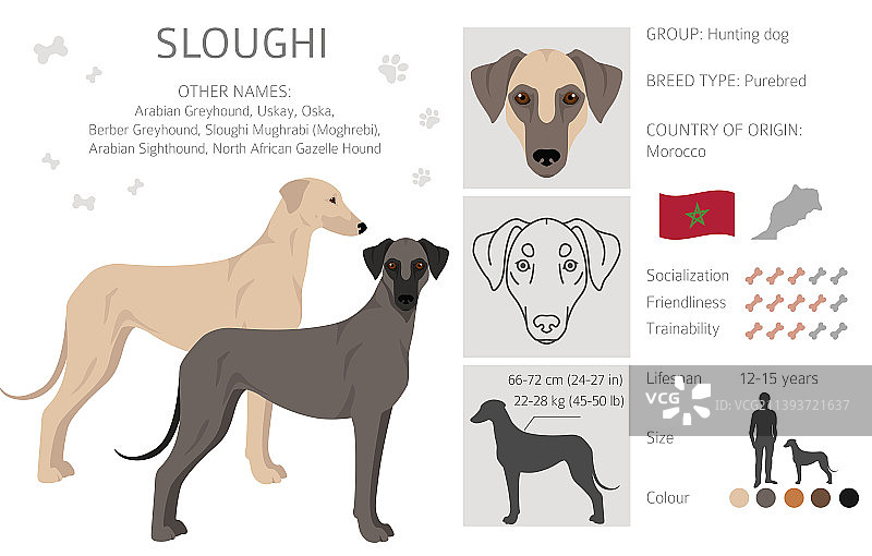 猎狼犬不同姿势的毛色剪贴画图片素材