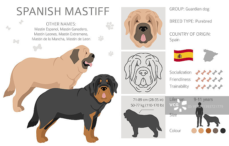 西班牙獒犬毛色不同姿势图片素材