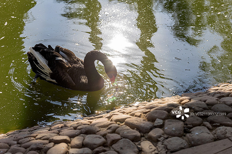动物园里的黑天鹅图片素材