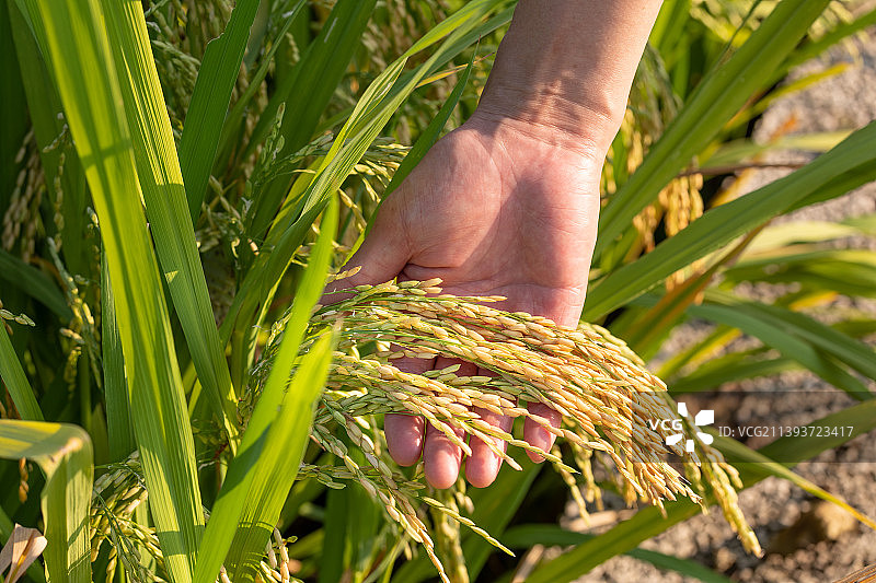 农夫手握金色稻穗图片素材
