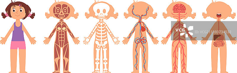卡通女孩的身体结构、心脏及消化系统图片素材
