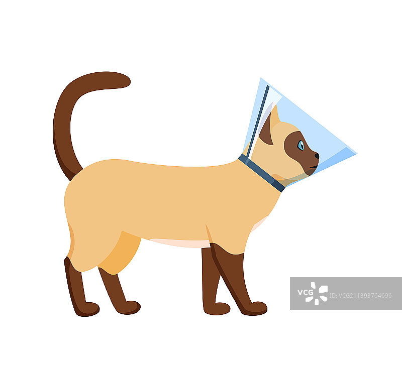 戴着锥形项圈的猫图片素材