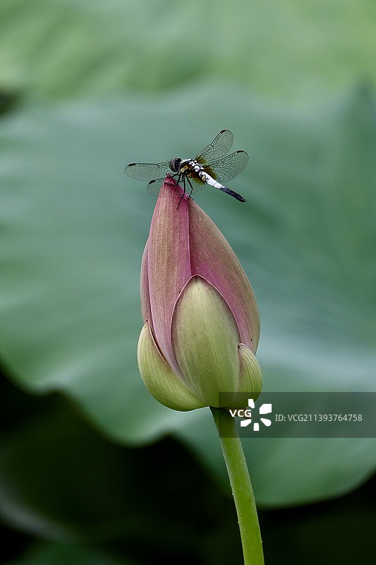 蜻蜓与荷花（Dragonflies and lotus flowers)图片素材