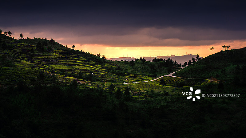 茶园的日落晚霞图片素材