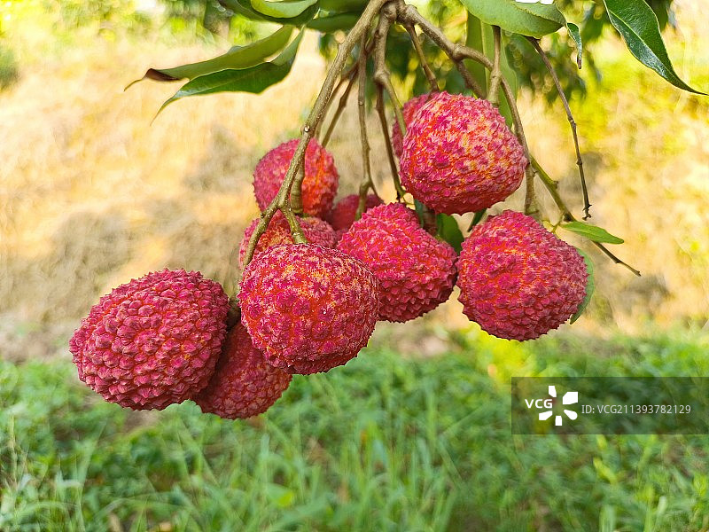 日啖荔枝三百颗图片素材