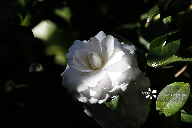 腾冲银杏村图片素材