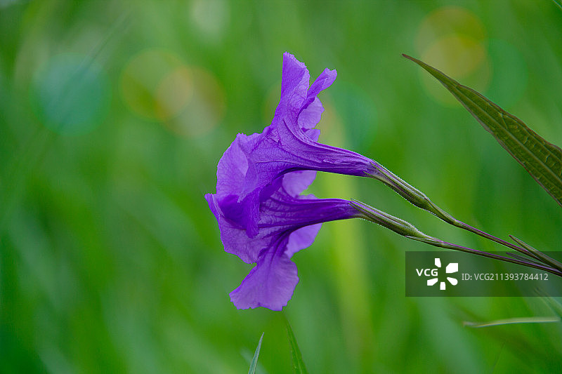 蓝花草图片素材